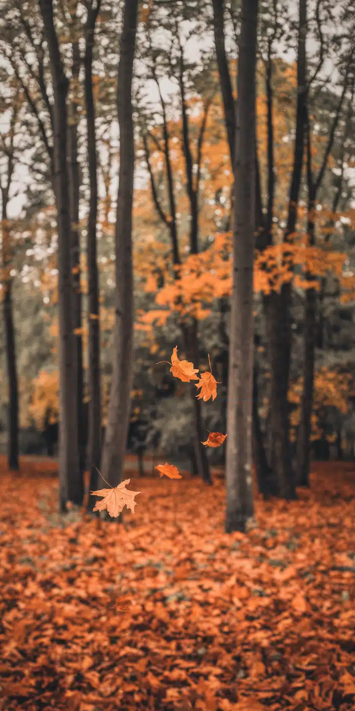 Bright orange leaves drift through a sunlit forest, contrasting beautifully with the tall grey trunks and soft amber ground. This wallpaper glows with the energy of peak fall, making it perfect for users who adore bold seasonal color and nature-focused designs. A top pick for those seeking Fall Background or Autumn Wallpaper that brings warmth and motion to their smartphone screen.