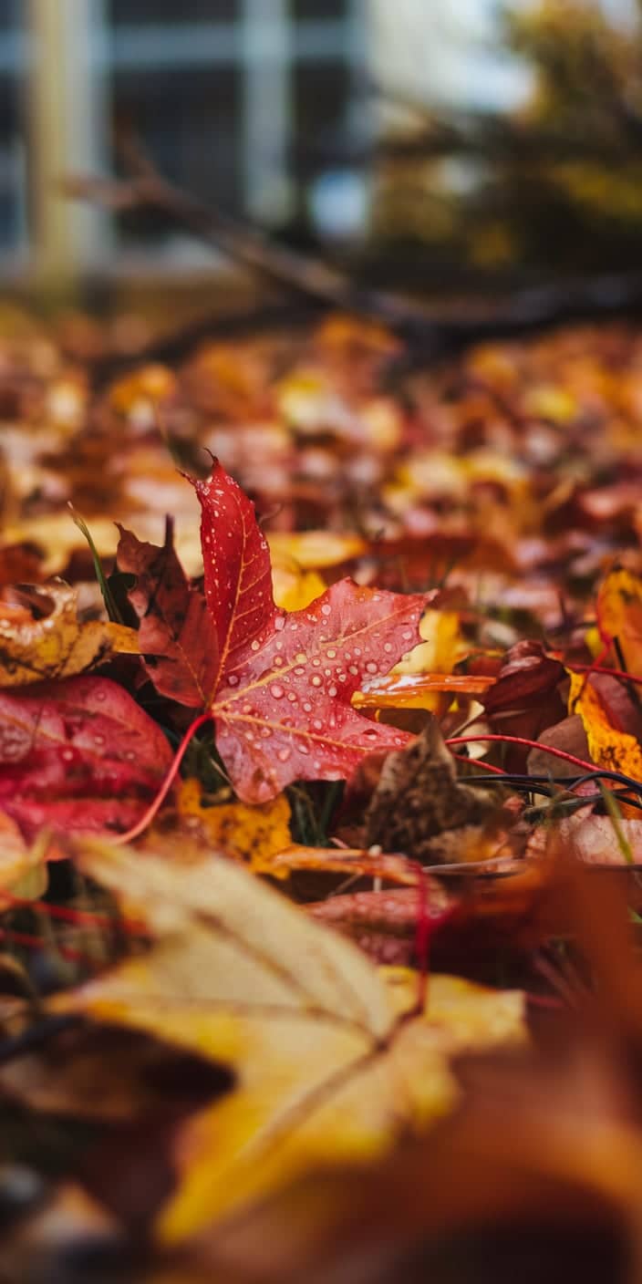 A vivid red maple leaf, dotted with fresh rain droplets, rests delicately among golden and rust-colored fallen leaves. This moody close-up captures the essence of the Fall Aesthetic and is perfect for November Wallpaper Backgrounds. Its rich texture and cozy palette make it an ideal iPhone wallpaper for autumn lovers.