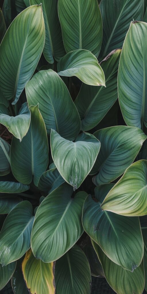 A textured wallpaper showcasing overlapping, dark-green leaves with elegant vein patterns that form a serene and rich plant composition. This design is ideal for leaf wallpaper aesthetic and plant background wallpapers fans who appreciate depth and subtlety. Perfect for iPhone backgrounds, it brings a peaceful, natural rhythm to your screen.
