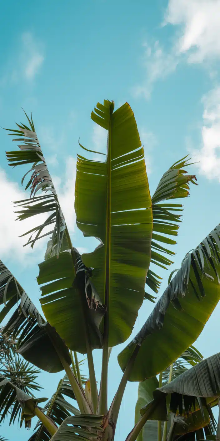 Towering banana leaves reach toward a clear, vibrant sky in this sunny plant wallpaper. The tropical vibe and crisp contrast between green and blue make this image ideal for plant nature aesthetic and aesthetic green nature enthusiasts. This background feels uplifting and fresh—perfect for brightening your iPhone screen with a hint of the tropics.
