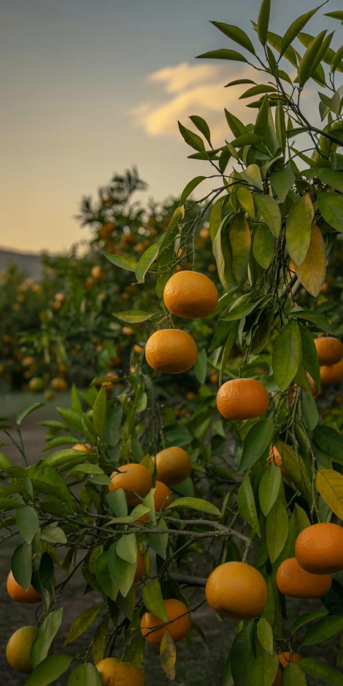 A lush grove of ripe oranges hangs heavy on vibrant green branches under a soft evening sky. The golden hour light enhances the natural tones of the oranges wallpapers fruit and creates a peaceful, earthy vibe perfect for smartphones. This image blends orange phone wallpaper charm with a warm, rustic aesthetic that’s ideal for iPhone users who love nature-inspired backgrounds.