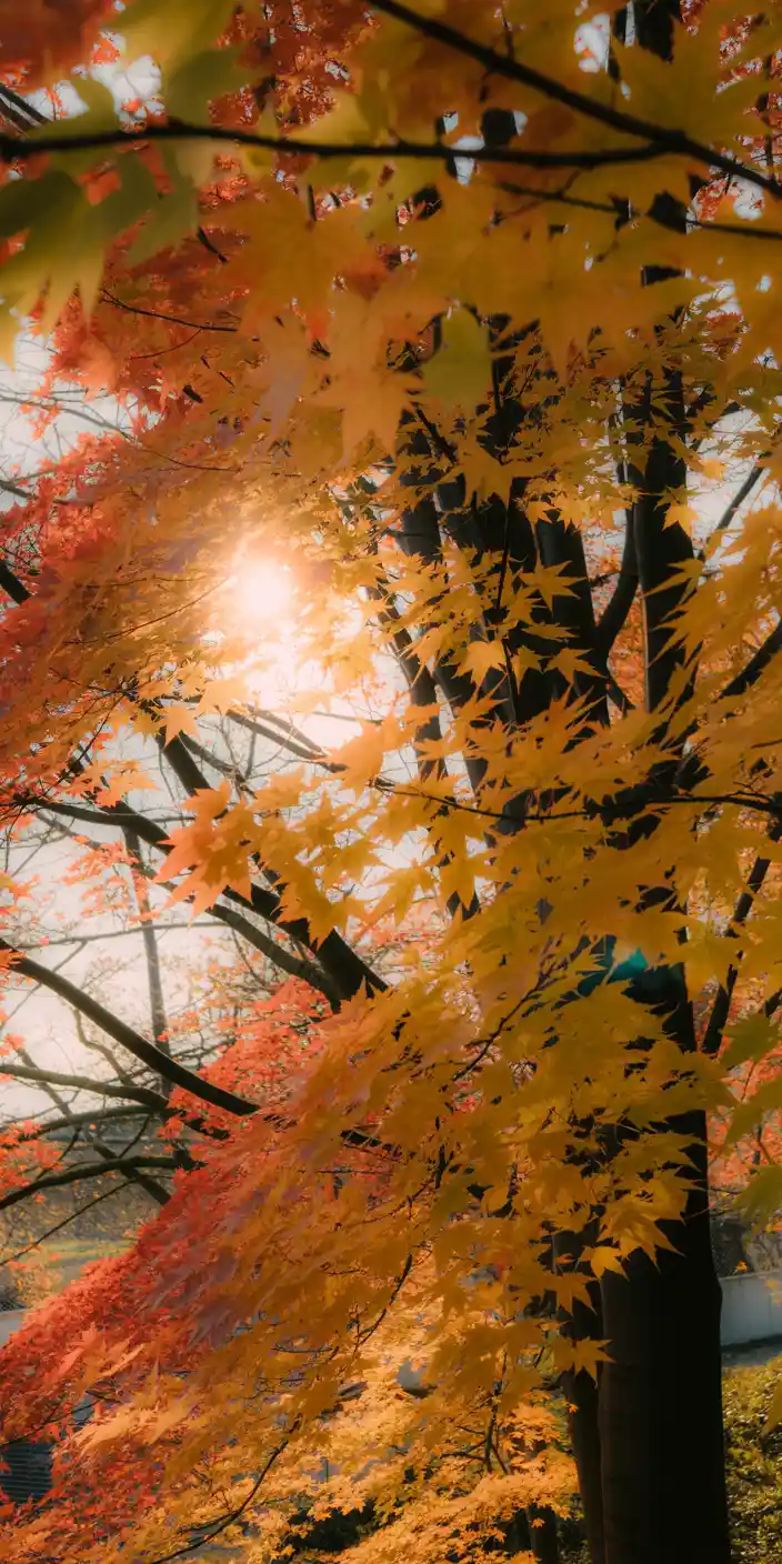 A golden-orange canopy of maple leaves glows in the gentle sun, capturing the essence of autumn warmth. The natural light filtering through the branches makes this a perfect burnt orange aesthetic wallpaper or seasonal orange locksceen aesthetic for iPhone users. Its nostalgic, earthy charm brings cozy vibes to any screen.