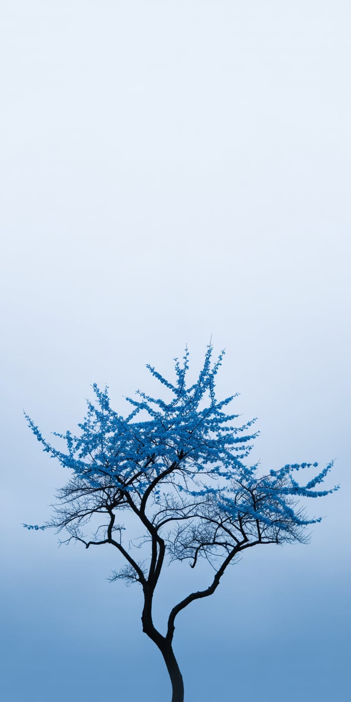 A striking single tree with delicate blue blossoms stands against a pale pastel sky, creating a minimalist yet stunning visual. The simplicity of the tree’s silhouette and the subtle gradient of the background give this wallpaper a peaceful, modern vibe. This simple blue wallpaper iPhone design is ideal for those who appreciate minimal aesthetics with a seasonal spring twist. It brings a serene mood to your phone while embracing the charm of blue spring wallpaper themes.