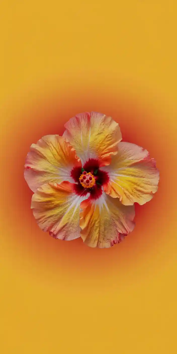 A bold hibiscus flower in shades of orange, peach, and crimson sits centered on a vibrant orange backdrop. This design makes an eye-catching cute orange wallpaper for iPhones with a clean, vivid tropical vibe. It’s perfect for users seeking a bright minimalist wallpaper that still feels alive and artistic.