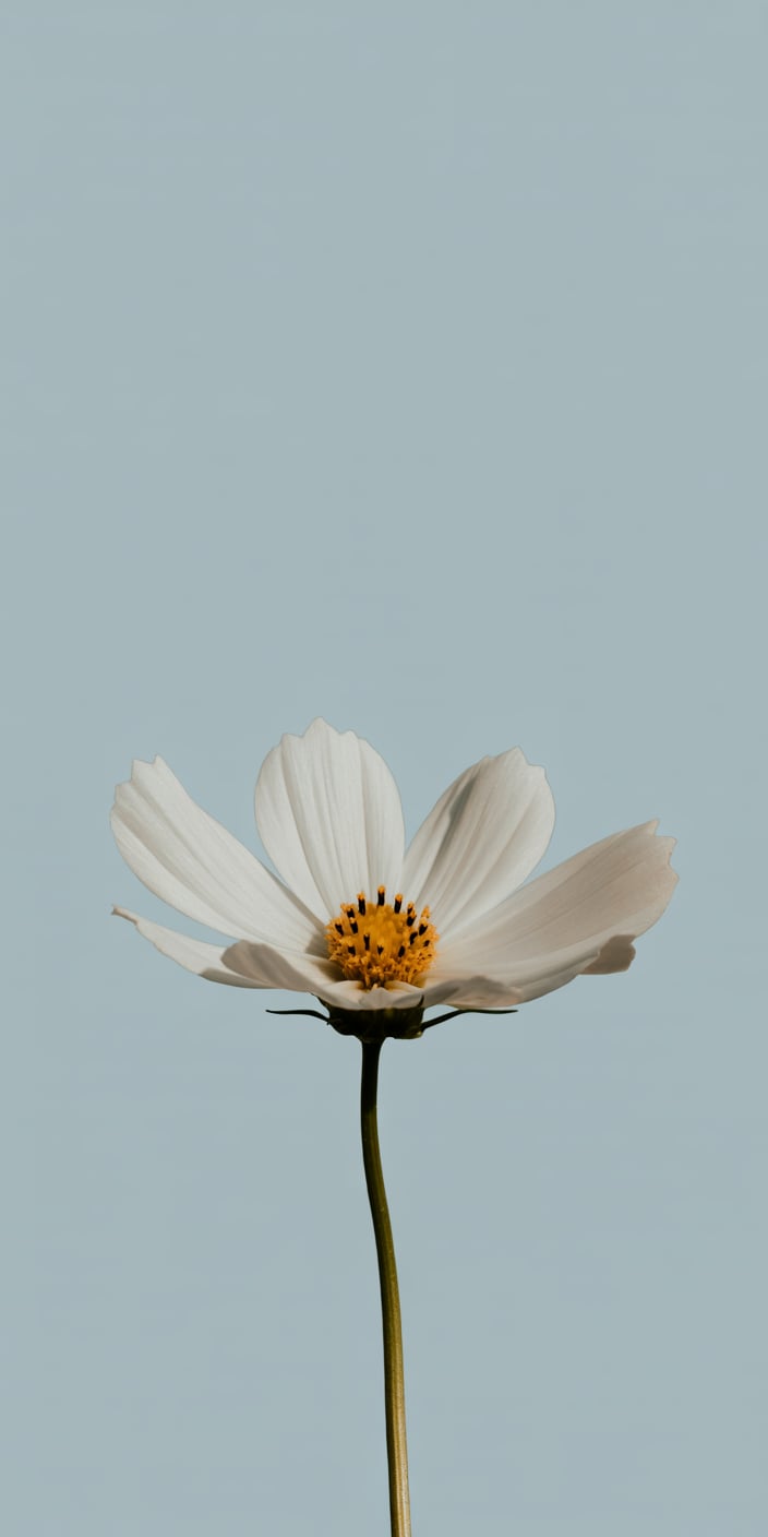 A single white daisy-like flower stands tall against a soft light blue background, creating a peaceful and minimal springtime statement. This image captures the essence of simplicity and new beginnings, making it an ideal simple blue wallpaper iPhone or pastel blue phone wallpaper for clean, aesthetic screens. A perfect balance of negative space and floral beauty.